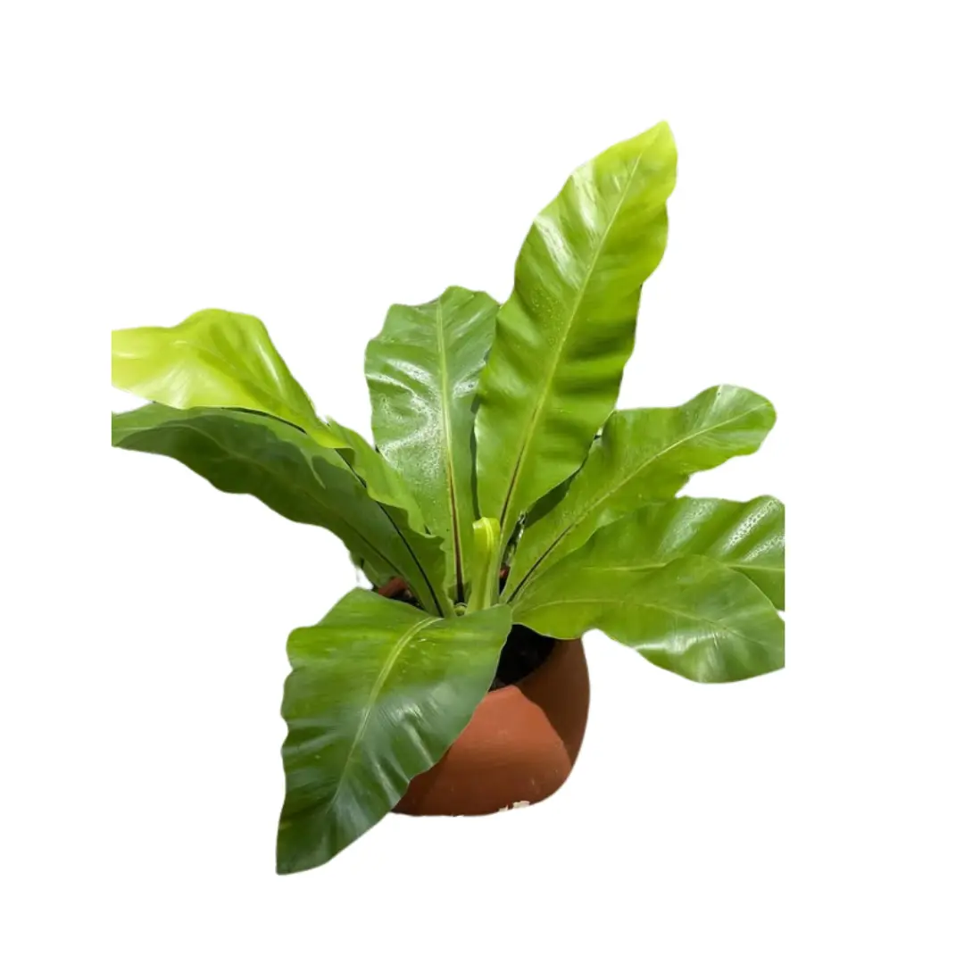 Imagen de Helecho Alemán